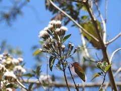 Ageratina pichinchensis
