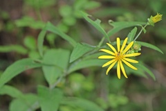 Silphium asteriscus trifoliatum