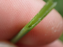 Trocdaris verticillatum