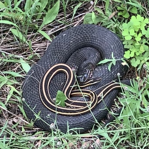 Northern Watersnake photographed in Massachusetts