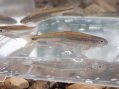 Notropis leuciodus