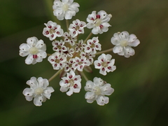 Trocdaris verticillatum