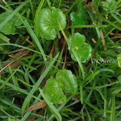 Hydrocotyle bonplandii