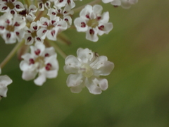 Trocdaris verticillatum