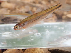 Notropis leuciodus