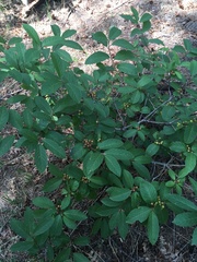Frangula californica ursina