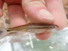 Notropis leuciodus