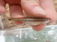 Notropis leuciodus