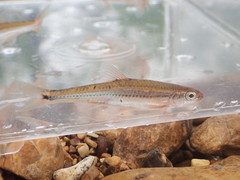Notropis leuciodus