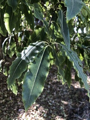 Pittosporum eugenioides