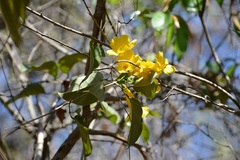 Anemopaegma chrysanthum