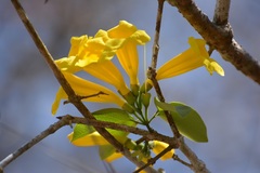 Anemopaegma chrysanthum