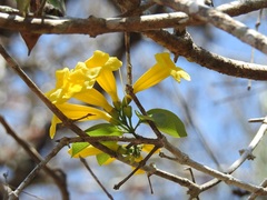 Anemopaegma chrysanthum