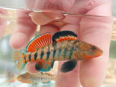 Rainbow Darter photo 2