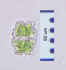 Euastrum denticulatum