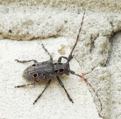 Mesosa curculionoides