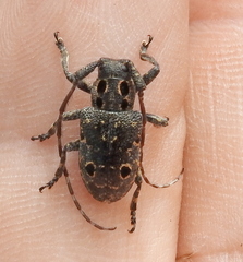 Mesosa curculionoides