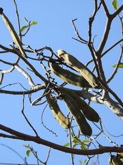 Canavalia ensiformis