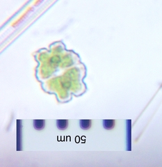 Euastrum denticulatum