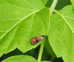 Nemophora fasciella