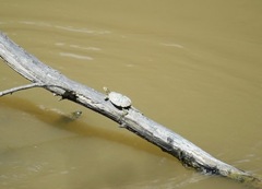 Graptemys flavimaculata