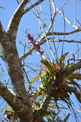 Tillandsia belloensis