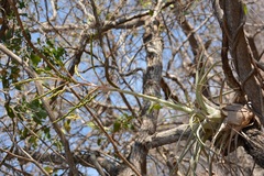 Tillandsia elusiva