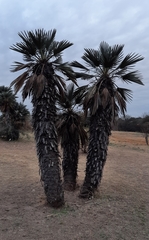 Trithrinax campestris