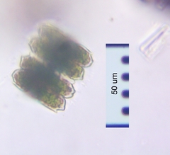 Desmidium
