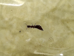 Sclerodermus domesticus