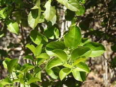 Semialarium mexicanum