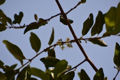 Erythroxylum mexicanum