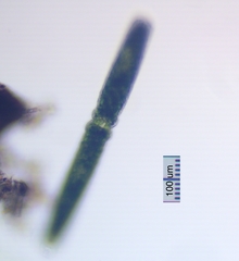 Pleurotaenium maximum