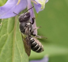 Megachile campanulae