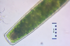 Pleurotaenium maximum