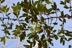 Erythroxylum mexicanum