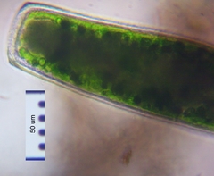 Pleurotaenium maximum