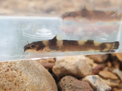 Saddled Madtom photo 4