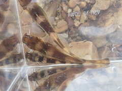 Saddled Madtom photo 3