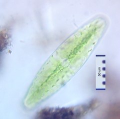 Netrium digitus