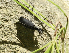 Epicauta cinerea-group