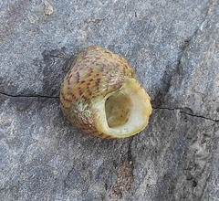 Steromphala divaricata