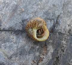 Steromphala divaricata