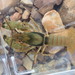 Saddle Crayfish - Photo (c) Daniel Folds, some rights reserved (CC BY-NC), uploaded by Daniel Folds