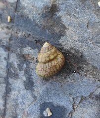 Steromphala divaricata