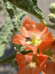 Macroteropsis