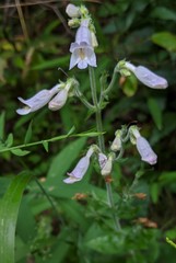 Penstemon canescens