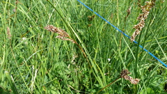 Juncus inflexus