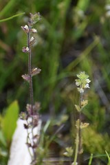 Euphrasia subarctica