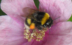 Bombus
